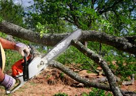 Best Hazardous Tree Removal  in Kenilworth, PA